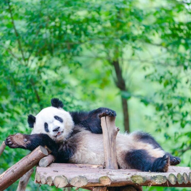 Encounter Sichuan’s Giants: A Complete Guide to the Ultimate Giant Panda Experience from JIAN SHAN TANG Hotel, Chengdu