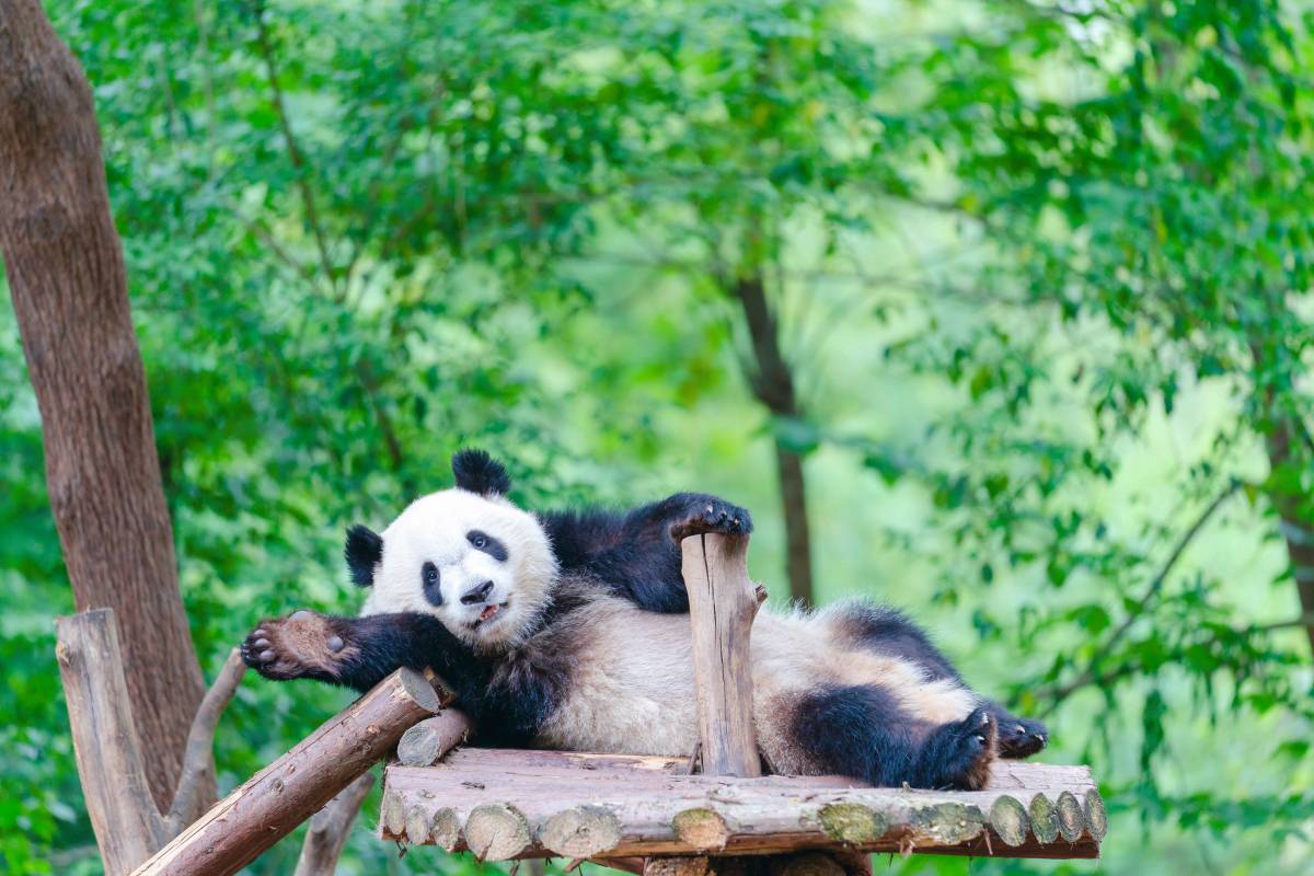 Encounter Sichuan’s Giants: A Complete Guide to the Ultimate Giant Panda Experience from JIAN SHAN TANG Hotel, Chengdu