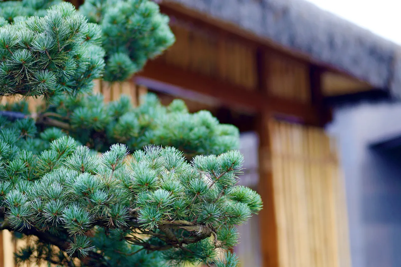 Jian Shan Tang Chengdu China (16)